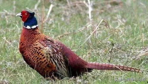 山鸡鱼爆料老视频,老视频中的惊人爆料回顾 第1张 山鸡鱼爆料老视频,老视频中的惊人爆料回顾 第1张